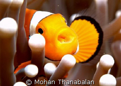 Feed me! I'm hungry! Pic taken in Lembeh Straits, Indonesia by Mohan Thanabalan 